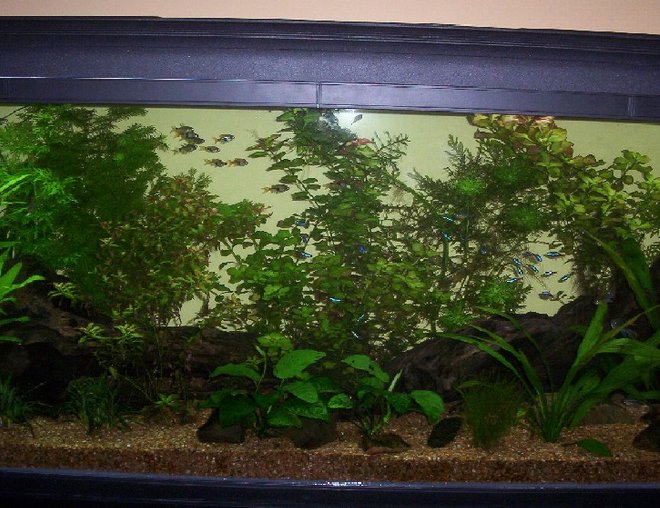 100 gallons planted tank (mostly live plants and fish) - two pieces of driftwood sit on top of reddish gravel with varying plants all around them. caves are made out of rocks all around the tank