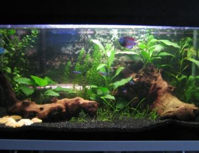 20 gallons planted tank (mostly live plants and fish) - My setup - with plants and two peices of driftwood