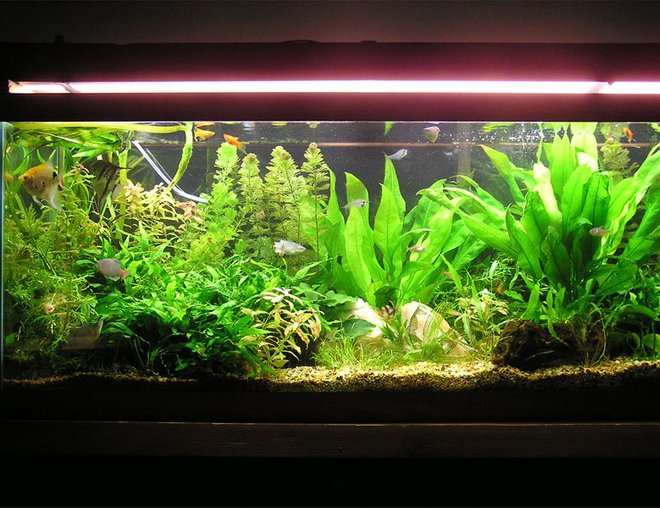 75 gallons planted tank (mostly live plants and fish) - I changed my tank around and put more plants in. I focused more on putting the taller plants in the back and the shorter in the front. I also got rid of those damn prolific kribs. It looks a thousand times better than it did before, especially with the red plants i put in to contrast the green.