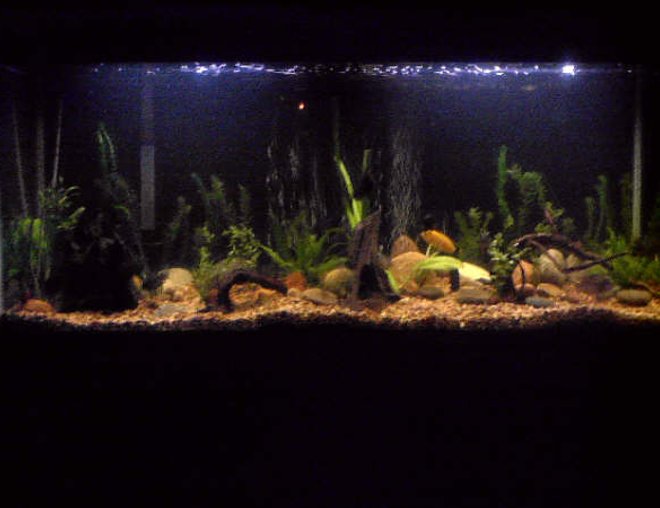 55 gallons planted tank (mostly live plants and fish) - my 55 gallon tank. i have only had it for 3 months, so i can't wait to see how it looks later.