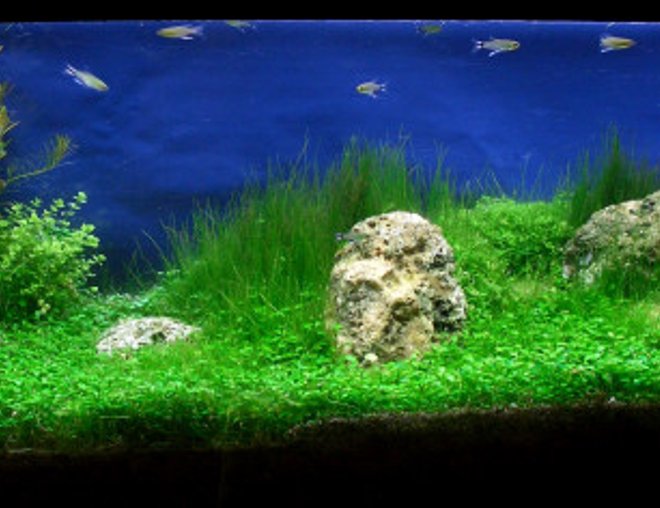 36 gallons planted tank (mostly live plants and fish) - Half-iwagumi