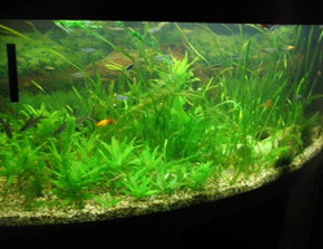 100 gallons planted tank (mostly live plants and fish) - My tropical community tank