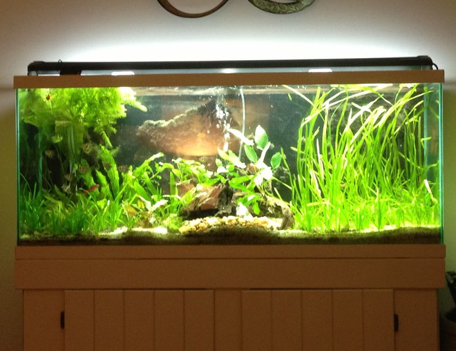 55 gallons planted tank (mostly live plants and fish) - My Tank.
