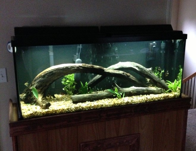 55 gallons planted tank (mostly live plants and fish) - 55 gal tank with some plants