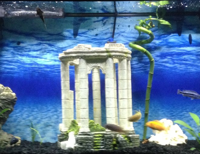 55 gallons planted tank (mostly live plants and fish) - This is my 55 gallon Cichlid tank with 5 African Cichlids, 2 Leopard Plecos and 2 Fiddler Crabs. I have mainly Anubias plants in the tank.