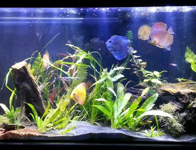 55 gallons planted tank (mostly live plants and fish) - 55 Gallons
About 7 months old.  
5 miscellaneous discus
12 penguin tetras
4 cardinal tetras
1 Angel fish (I relocated other angelfish to another tank, but this one always evades my attempts to net him)

This tank is not against a wall.  Instead it's centrally located.  On ones side is a couch where I like to lounge.  On the other side (rear) of the tank is where my family and I eat breakfast.

Next to this tank is a small Aqueon Evolve 8.  We use this for fish quarantine and to develop plants.