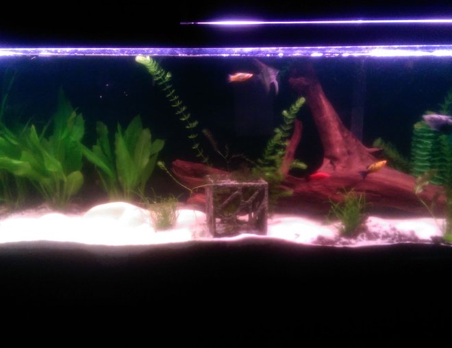 55 gallons planted tank (mostly live plants and fish) - The 55 gal.