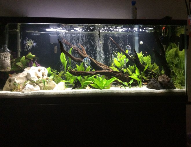 55 gallons planted tank (mostly live plants and fish) - 55 gallon planted angel fish tank