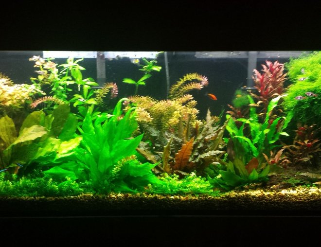 55 gallons planted tank (mostly live plants and fish) - Updated pic of 55 gallon