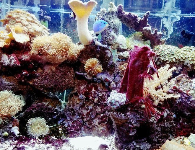 planted tank (mostly live plants and fish) - 2222 b