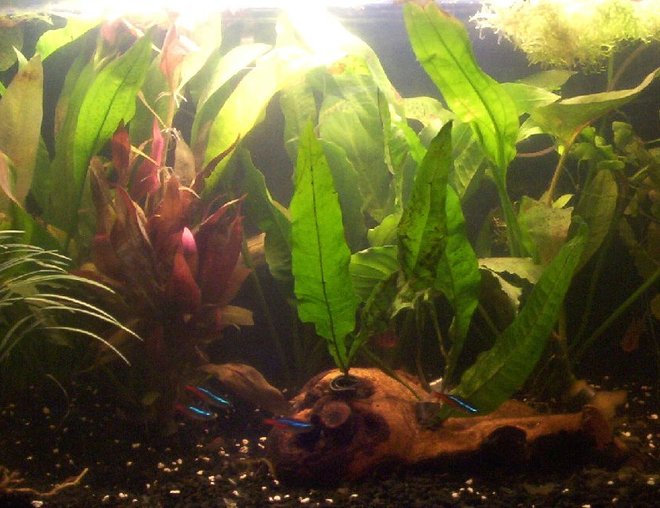 55 gallons planted tank (mostly live plants and fish) - 30l tank with
acorus gramineus, alternanthera reineckii, aponogeton crispus, cardamine lyrata, cryptocoryne fusca,
hygrophila corymbosa, microsorum pteropus and riccia