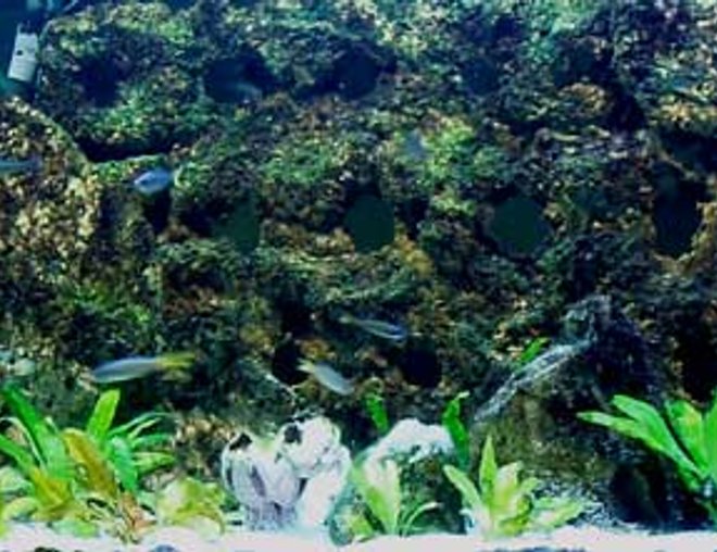 125 gallons planted tank (mostly live plants and fish) - 125 gallon DIY Background Honoring Lake Tanganyika