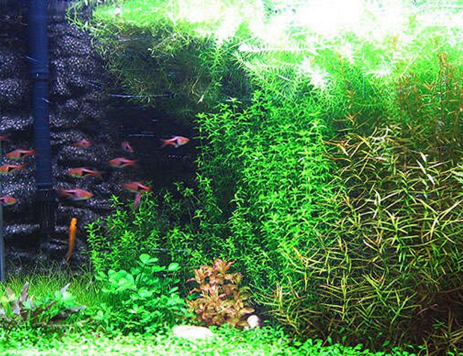 50 gallons planted tank (mostly live plants and fish) - Pearl Grass (Hemianthus micranthemoides) 
Needle Leaf Ludwigia (Ludwigia arcuata)

Rotala rotundifolia

Mayaca sellowiana 

Vesicularia sp. ''Christmas''

Glossostigma elatinoides

Marsilea hirsuta

Dwarf Hairgrass (Eleocharis parvula) 

Cryptocoryne sp. (unsure)

Giant Red Rotala (Rotala macrandra)