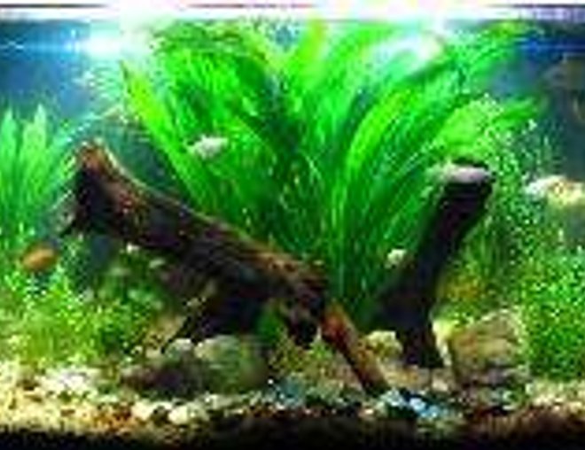 40 gallons planted tank (mostly live plants and fish) - low tech tank