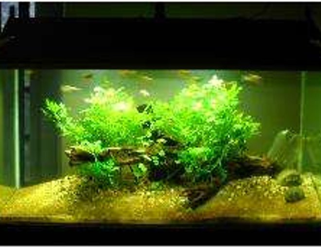 40 gallons planted tank (mostly live plants and fish) - another low tech
no c02 enrichment