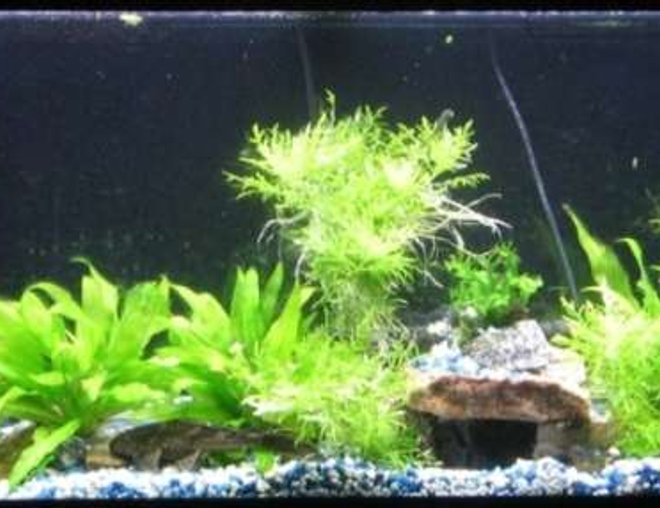 55 gallons planted tank (mostly live plants and fish) - my tank - before switch over to eco complete
