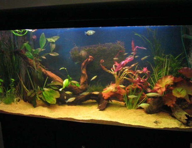 70 gallons planted tank (mostly live plants and fish) - natural as possible