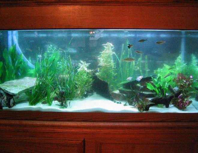 75 gallons planted tank (mostly live plants and fish) - 75g recently aquascaped tank!