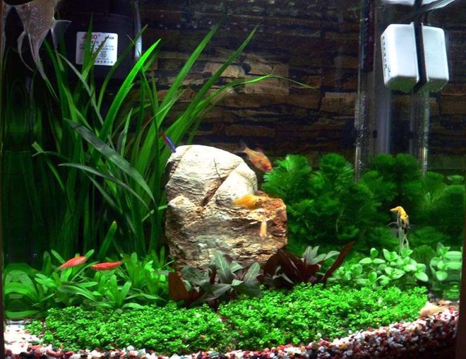 50 gallons planted tank (mostly live plants and fish) - Our little Jebo tank.