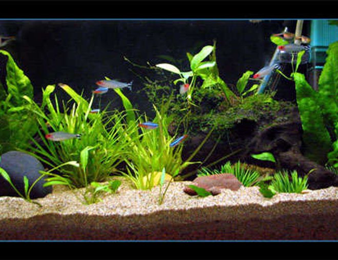 planted tank (mostly live plants and fish) - My work tank. Has some tetras and low light plants.
