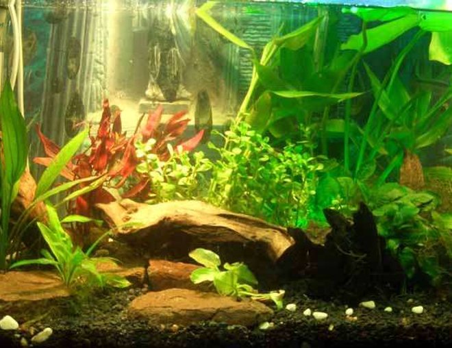 20 gallons planted tank (mostly live plants and fish) - Various Fish and plants. 
Fish: Livebarers to tetras to pleco to coridoras & loach.

plants: anubas, amizons, ferns and moss. 

creepers and grass are baned here..  ;(