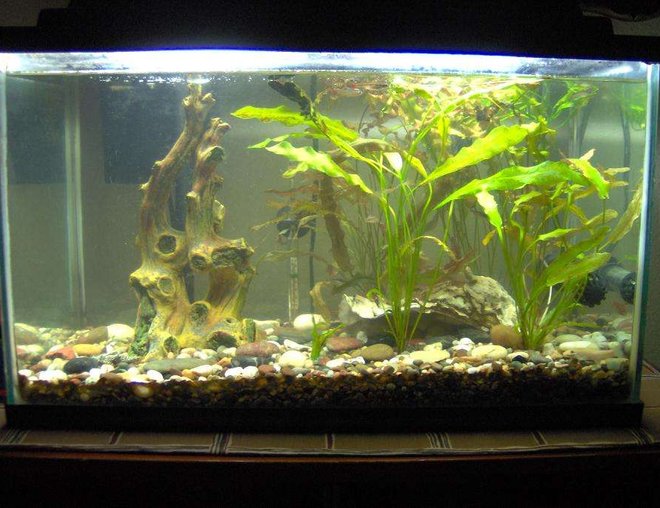 38 gallons planted tank (mostly live plants and fish) - 10 Gallon Tank, White Cloud Minnows, One Giant Oyster