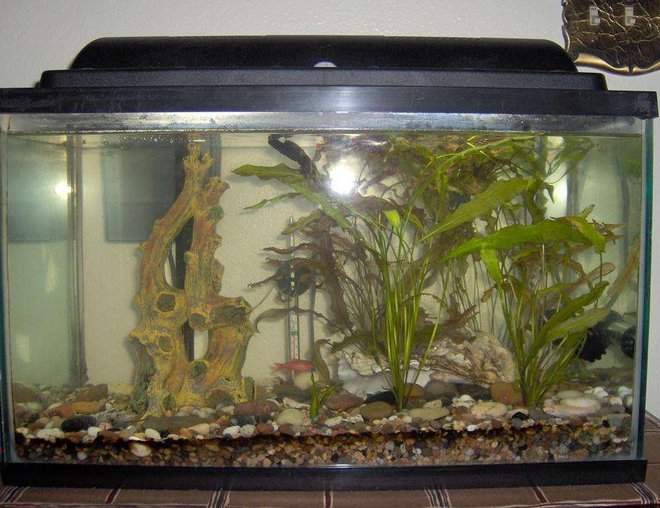 38 gallons planted tank (mostly live plants and fish) - 10 Gallon Tank, White Cloud Minnows, Cherry Barbs, One Giant Oyster