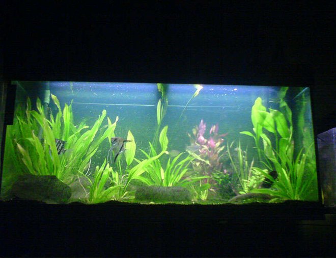 47 gallons planted tank (mostly live plants and fish) - I went basic on mine, I've just used the filter I got and spent no extra on additional supplements but I've ended up with a charming tank.