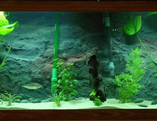 75 gallons planted tank (mostly live plants and fish) - I have a 75 with a homeade background (internal) and all live plants featuring  Serra Elongatus.  Its a piranha, and it is awesome