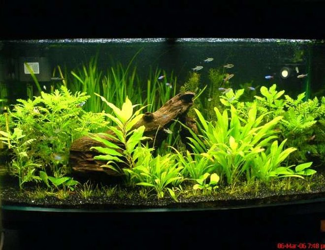 55 gallons planted tank (mostly live plants and fish) - Full shot