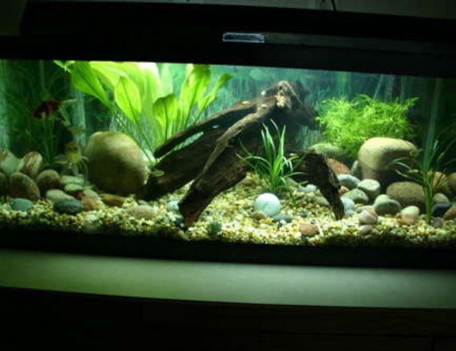 20 gallons planted tank (mostly live plants and fish) - Full aquarium shot