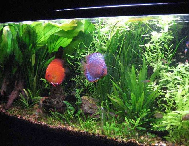 40 gallons planted tank (mostly live plants and fish) - planted discus