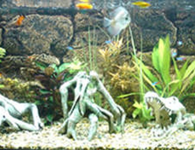 55 gallons planted tank (mostly live plants and fish) - freshwater tank