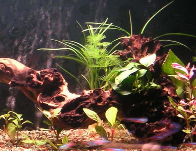 20 gallons planted tank (mostly live plants and fish) - 65*32*37cm fresh water tank
