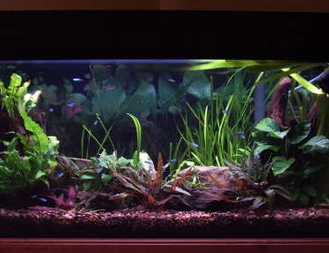 33 gallons planted tank (mostly live plants and fish) - 33 gallon freshwater planted tank, outfitted with overflow box leading to a sump/refugium on reverse photosynthetic cycle. Driftwood, anubius, cryps, otto cats, neons, flower shrimp, freshwater clams and more. 2x powerglo 36", substrate heater, gravel/flourite, hagne CO2 diffuserx2, seachem additives.