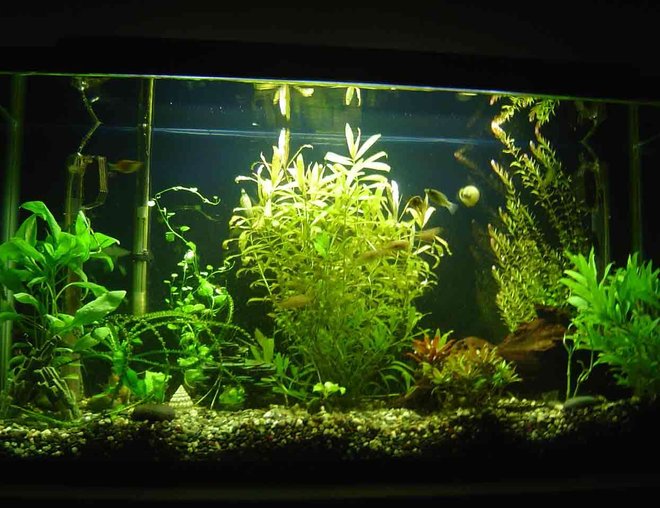 33 gallons planted tank (mostly live plants and fish) - My new 33 gal tank... it's one month old. The plants seem happy and they grew alot. I got them super tiny.