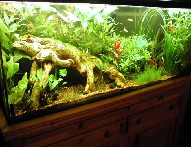 55 gallons planted tank (mostly live plants and fish) - planted 55 gal