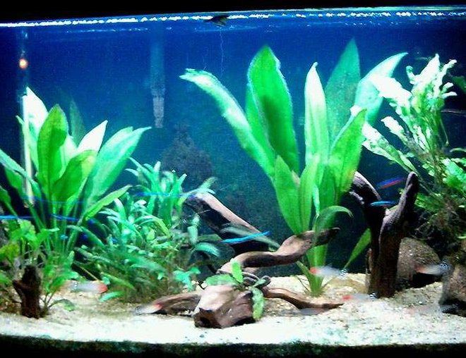 33 gallons planted tank (mostly live plants and fish) - Blackwater Amazon Community
