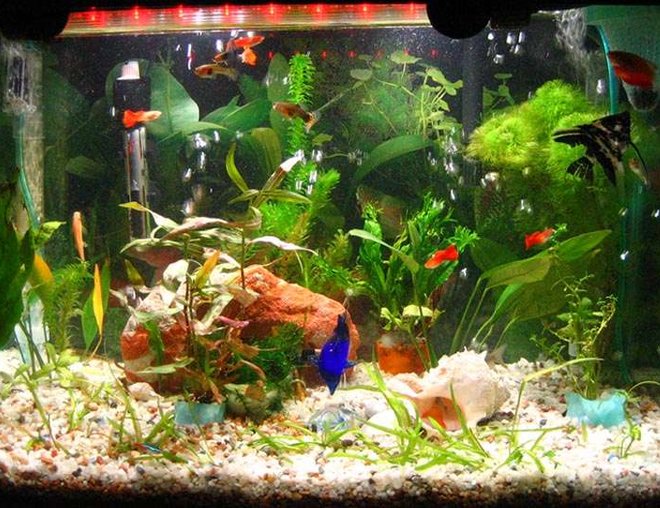 55 gallons planted tank (mostly live plants and fish) - My 20Gallons with Community Fishes: angel, black ghost, guppies, neon tetra, chinese algae eater, clown loaches and cory cat.