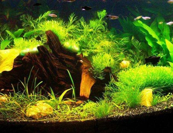 16 gallons planted tank (mostly live plants and fish) - My first planted tank, about 2 months old.