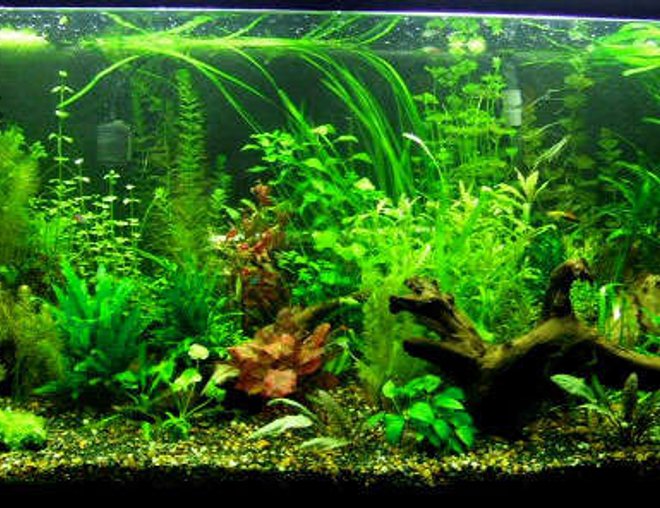 90 gallons planted tank (mostly live plants and fish) - 90 gallon planted.