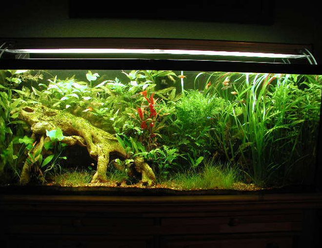 55 gallons planted tank (mostly live plants and fish) - Updated 2 month picture, to me this tanks just gets nicer an nicer.  Lots of pruning!