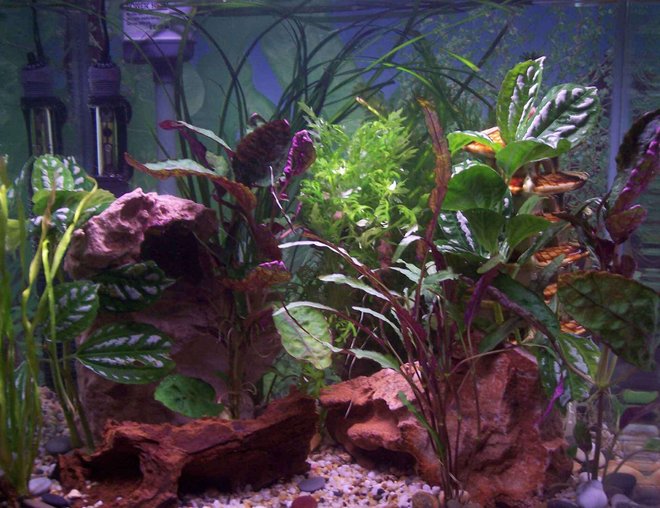20 gallons planted tank (mostly live plants and fish) - my 1st tank
