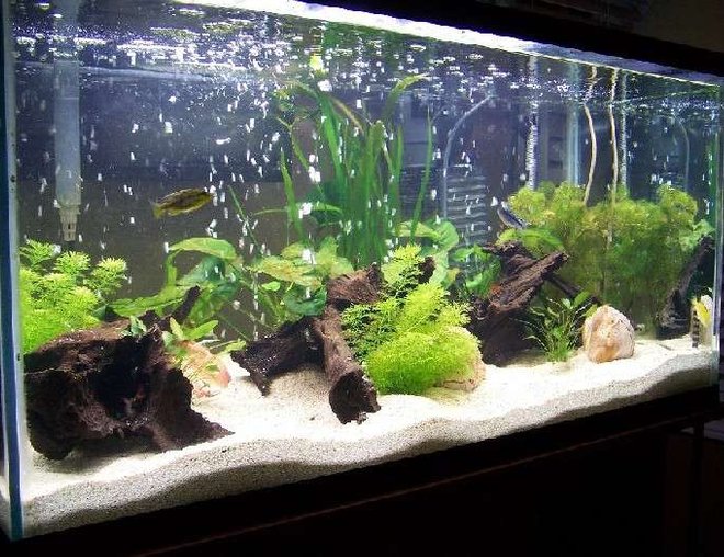 55 gallons planted tank (mostly live plants and fish) - real plants with a variety of young african cichlids and rainbow sharks