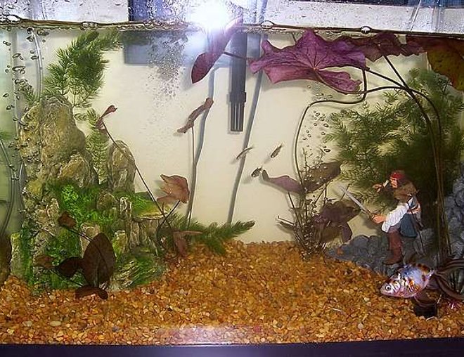 20 gallons planted tank (mostly live plants and fish) - This is my tank, one Calico Fantail, six Zebra Danios, and one Leopard Danio who got put in by mistake.
I also have alot of Lillies and some unknown bushy plant.