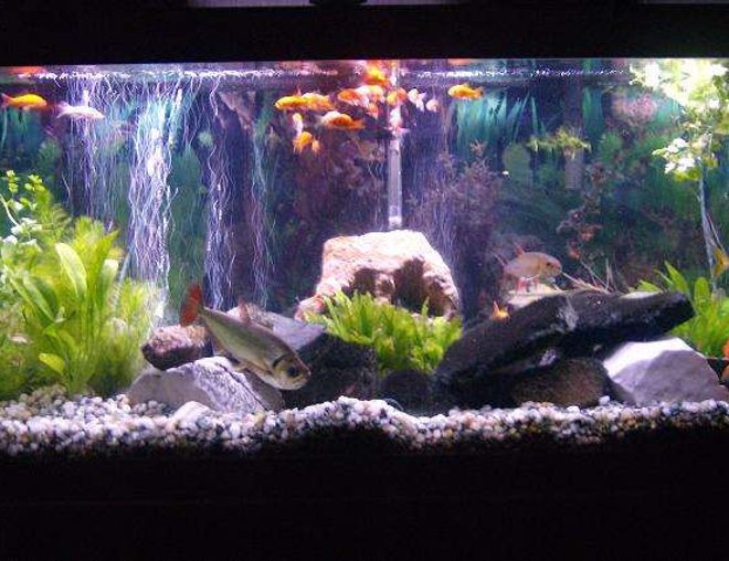 75 gallons planted tank (mostly live plants and fish) - my tank consistes of live plants and invertabres,and 2 baraccudas, 2vampire tetras,2 bichers,featherfin knife,chiclid,jackdemsey, mix severum, and a huge gold fish that i got out of a pond