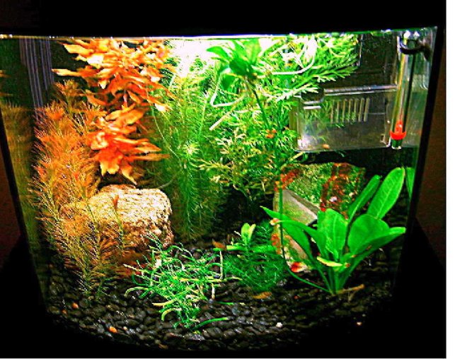 planted tank (mostly live plants and fish) - puffer