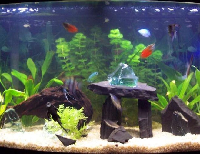 46 gallons planted tank (mostly live plants and fish) - One of the many set ups of this tank. I usually change it around weekly to keep the Angel fish guessing.