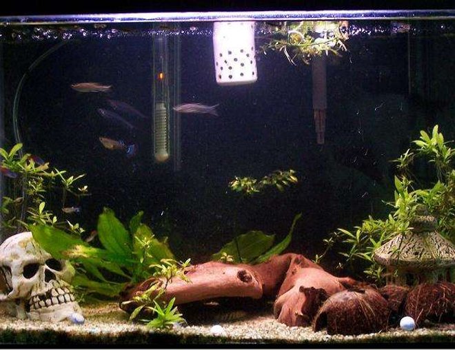 20 gallons planted tank (mostly live plants and fish) - 1 Common Plecko, 1 Albino Rainbow Shark, 2 Yoyo Loaches, 2 neon Tetras, 2 Zebra Danios, 2 Ghost Glass Catfish, 7 Guppies, 1 Flying Fox and a fiddler crab

sword (?)
red ludwigia
hygrophilia polysperma