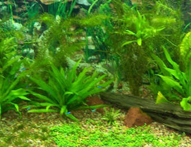 90 gallons planted tank (mostly live plants and fish) - Pic after I moved drift wood